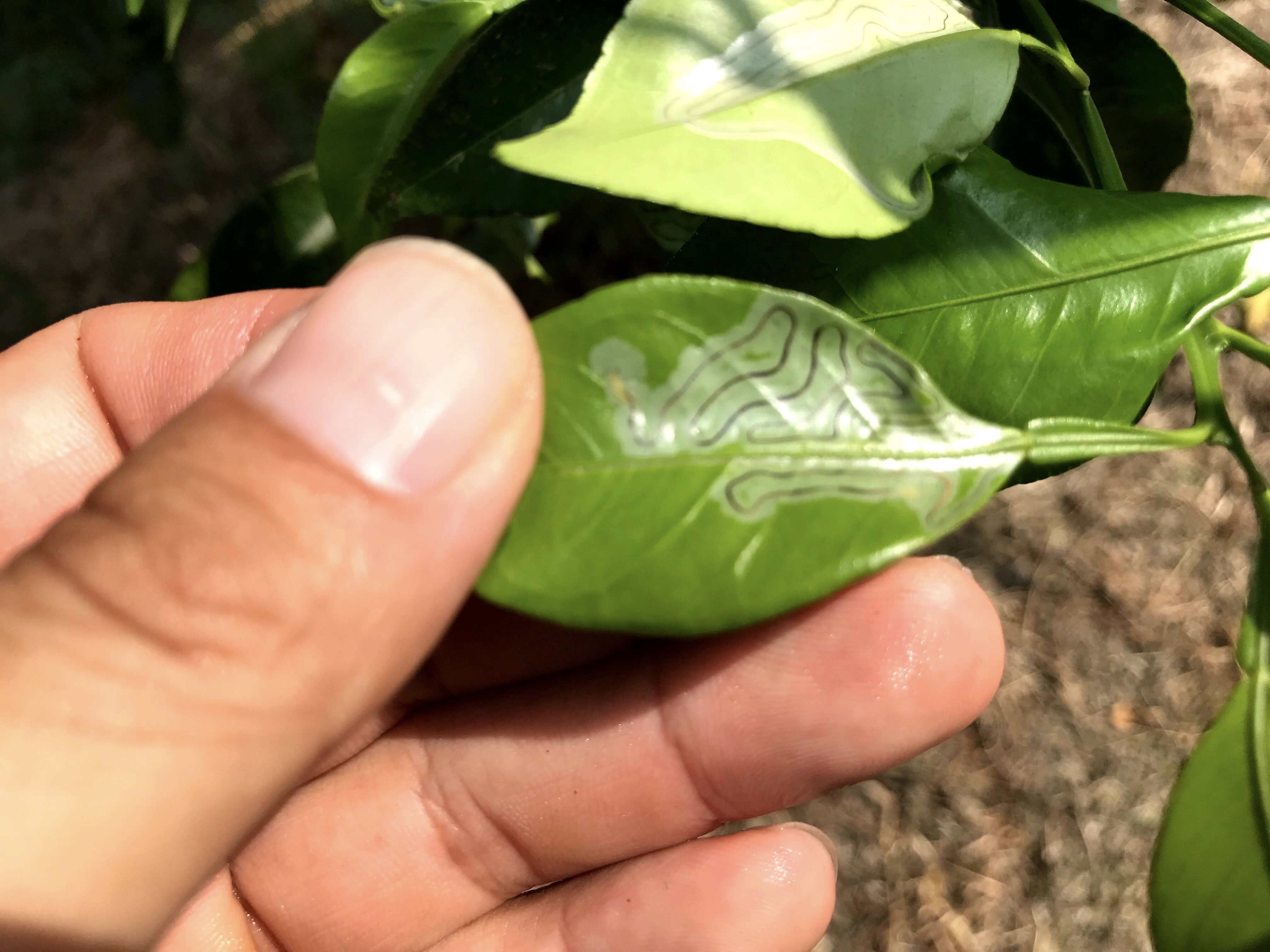 自然の芸術家、エカキムシ