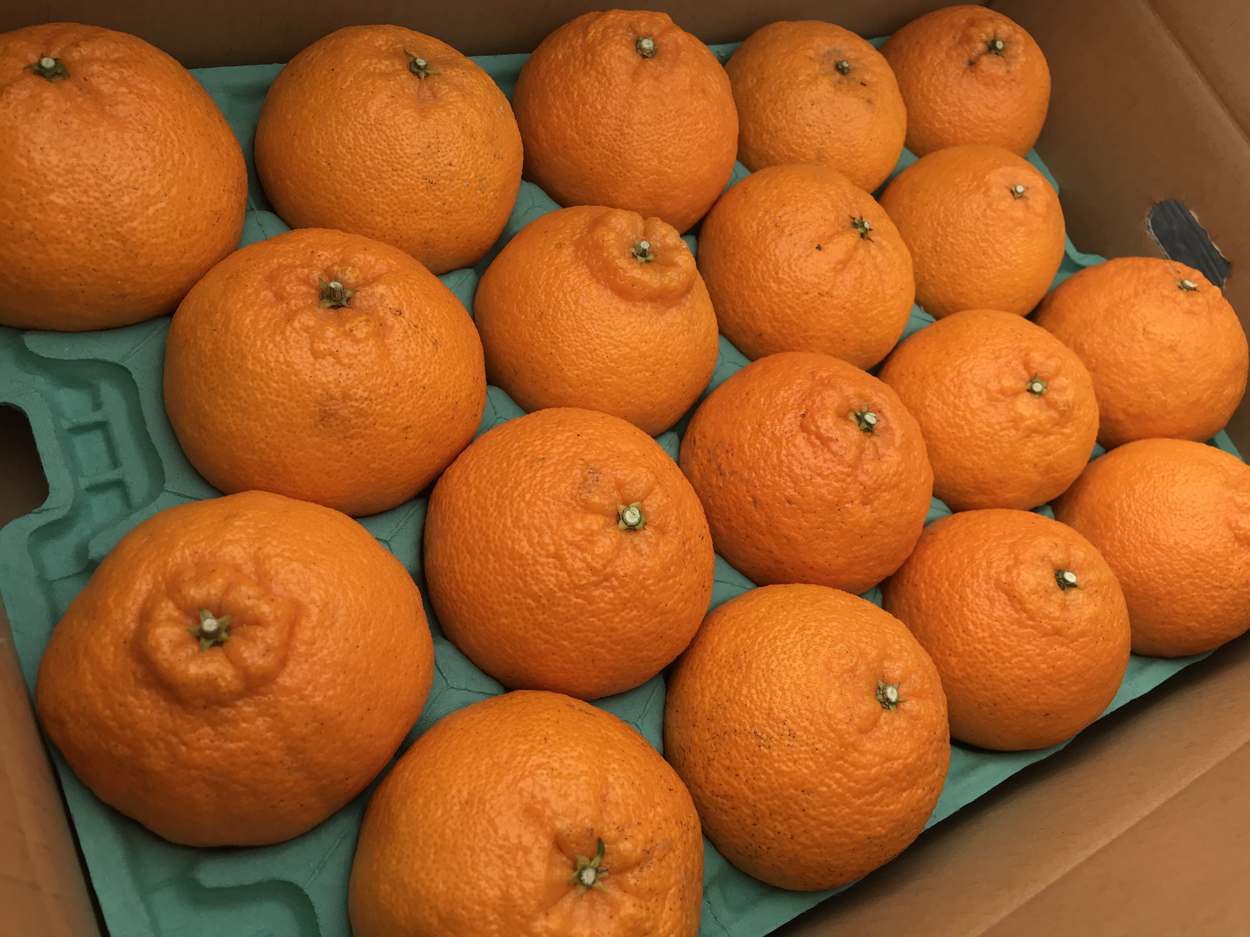 不知火販売開始しました