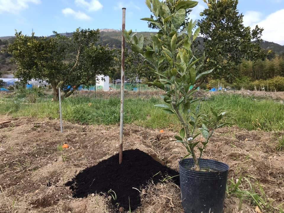 苗木植え始めました！