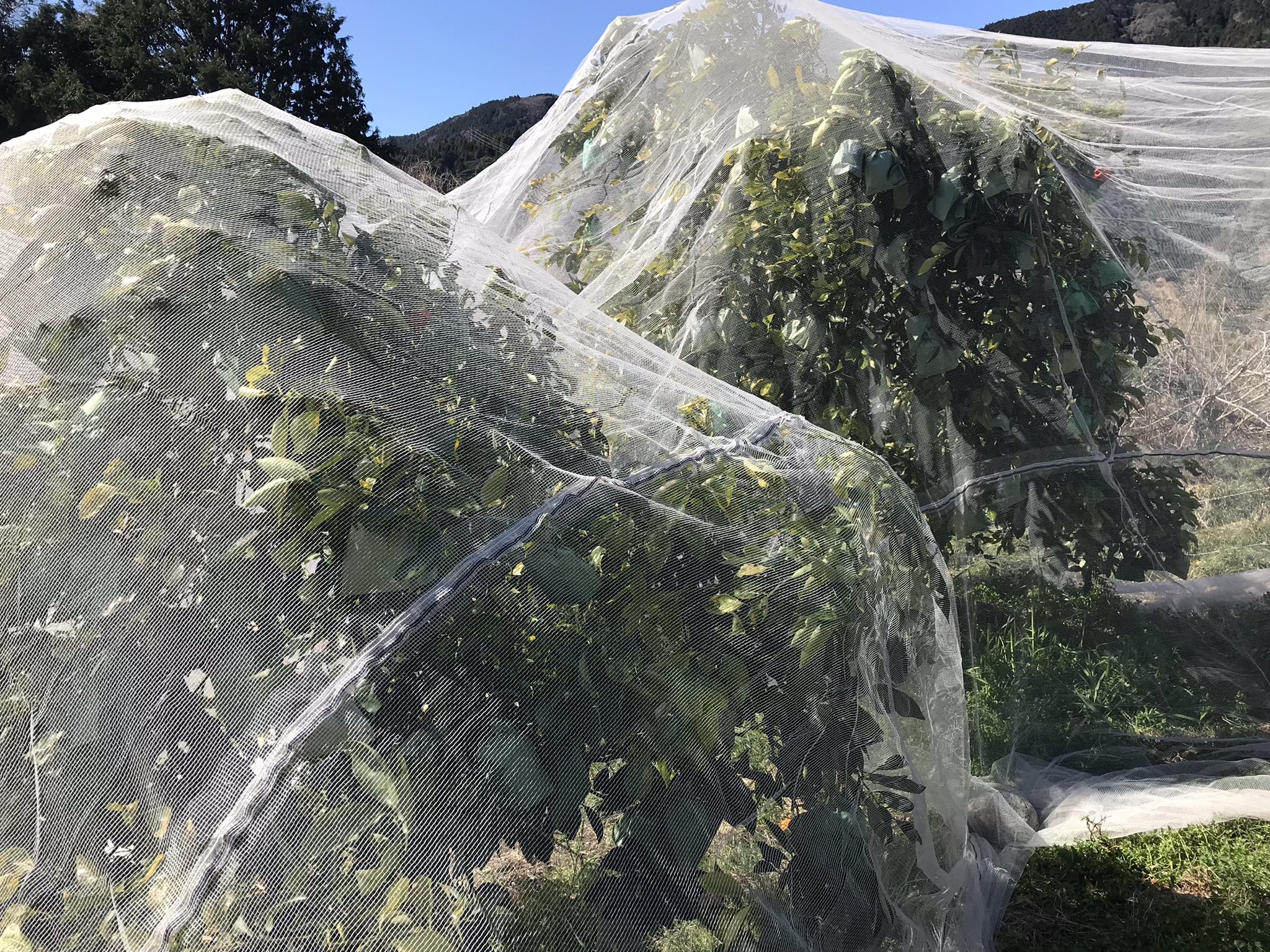 鳥害対策実施中