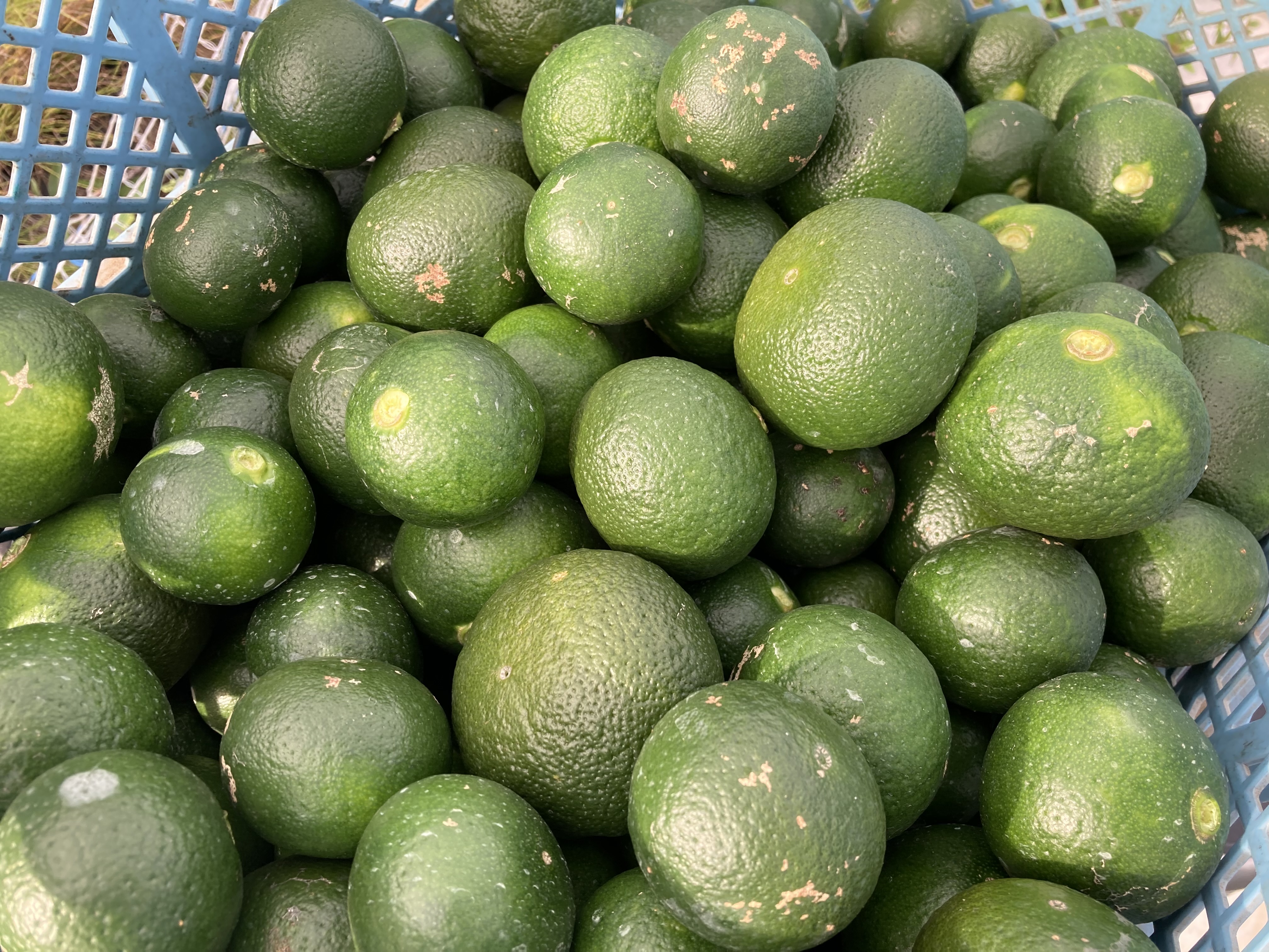 今だけ楽しめる味、摘果みかん