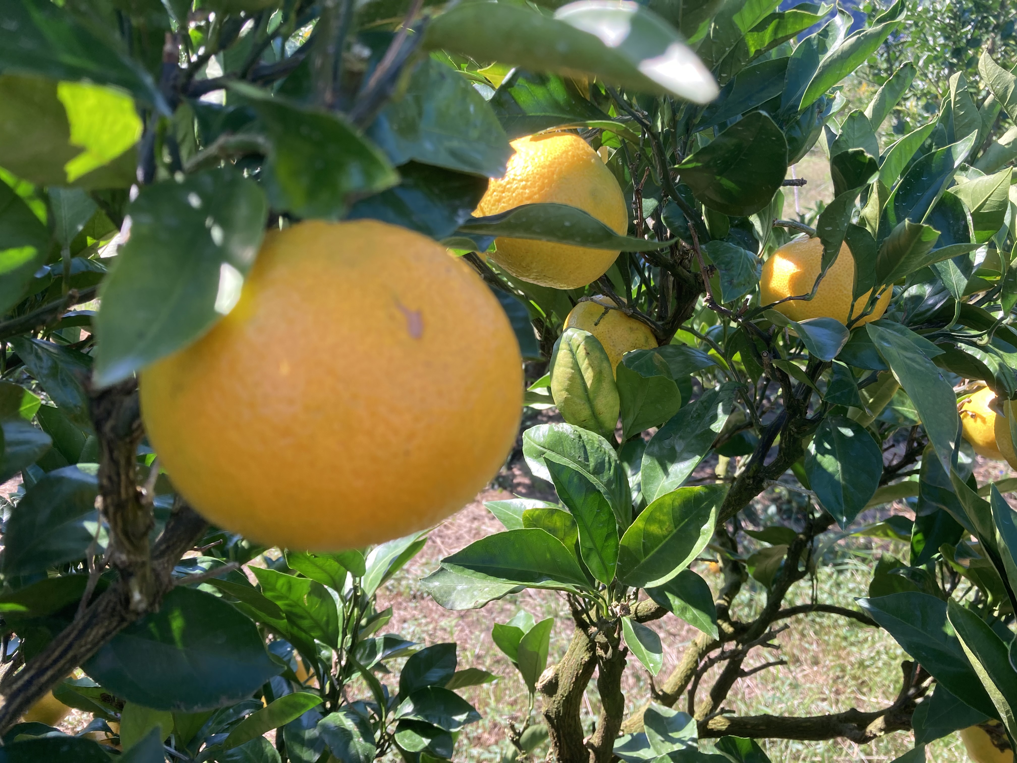 味の成長を感じませんか?