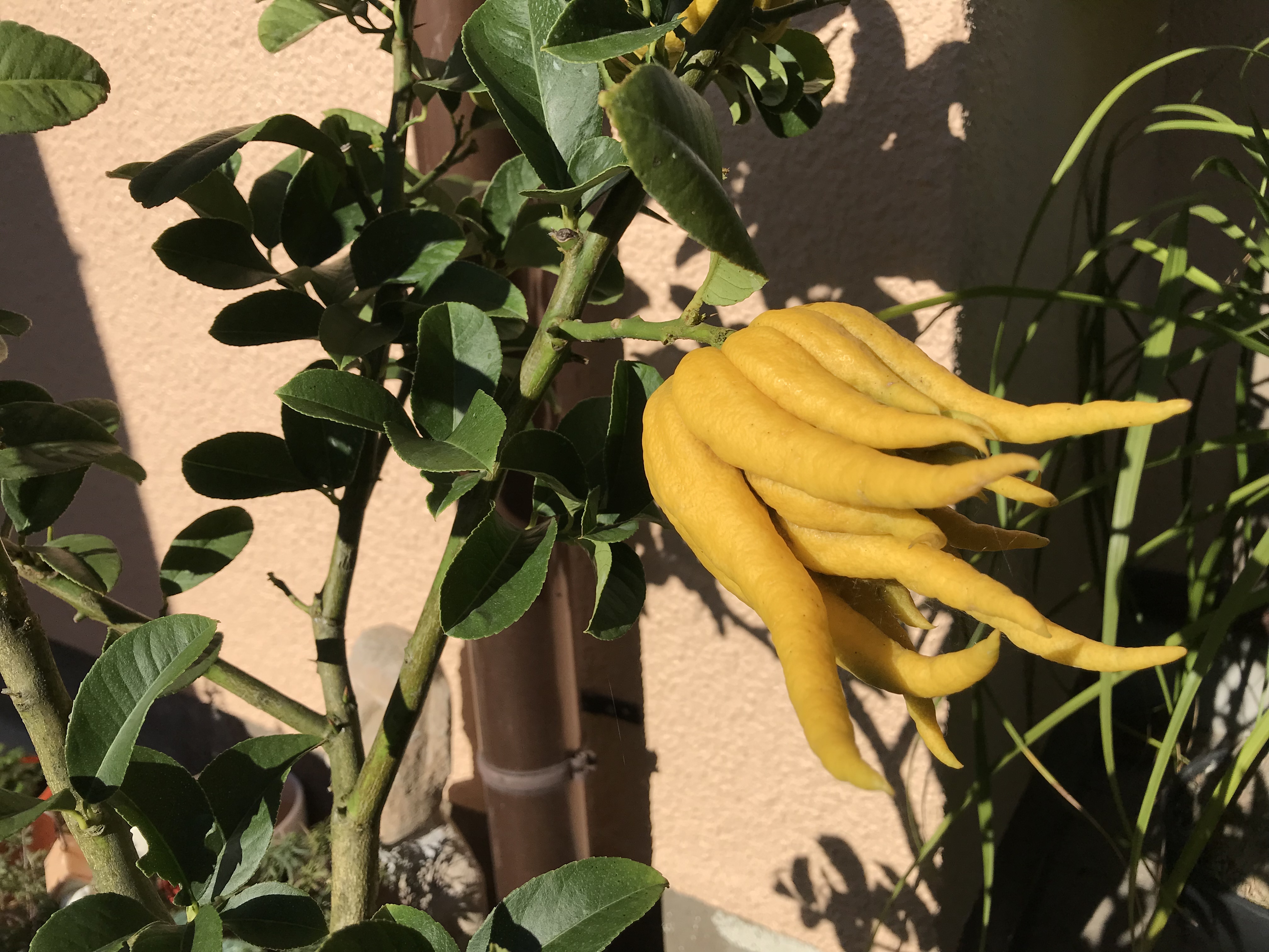 縁起物、仏手柑