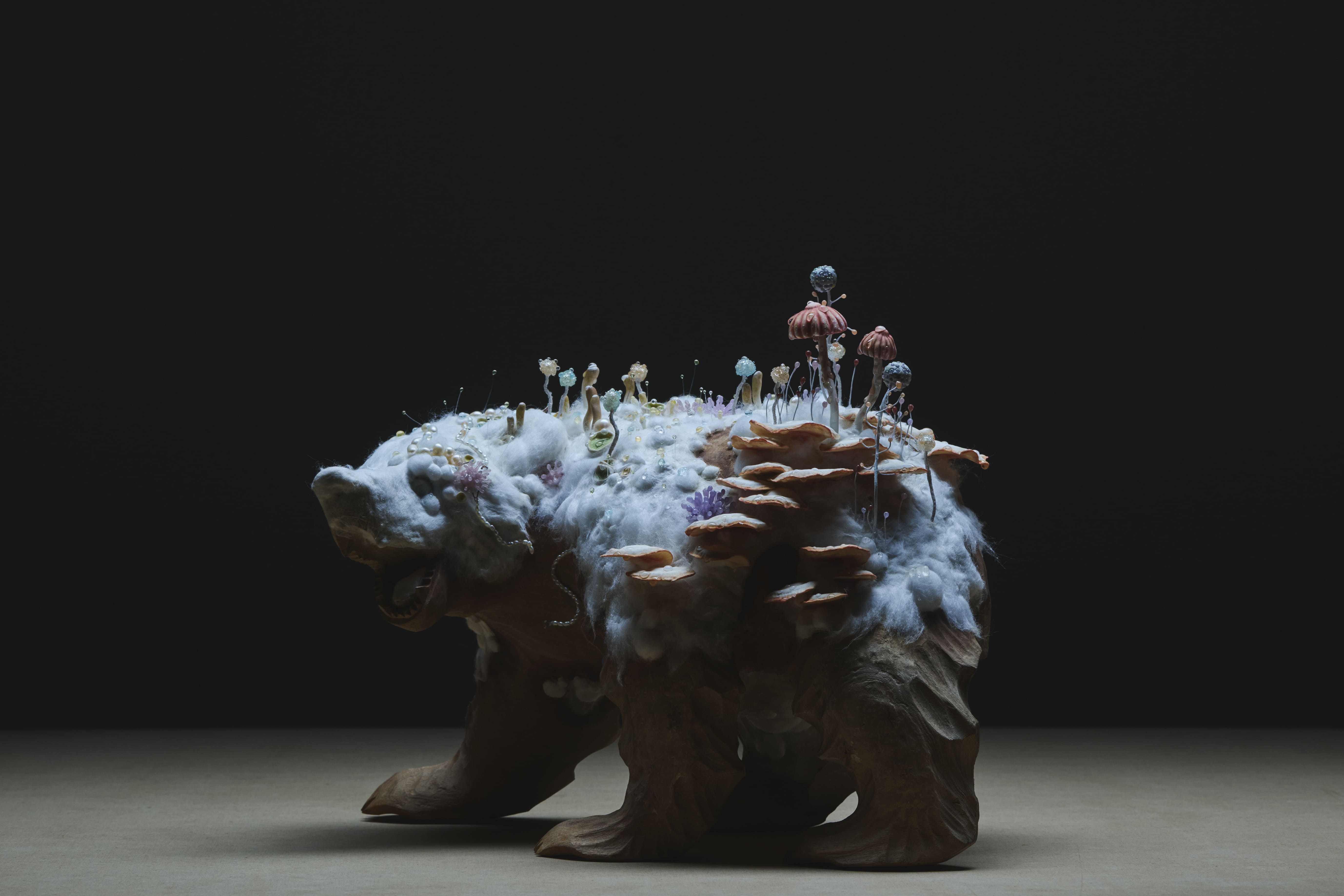 fungus bear