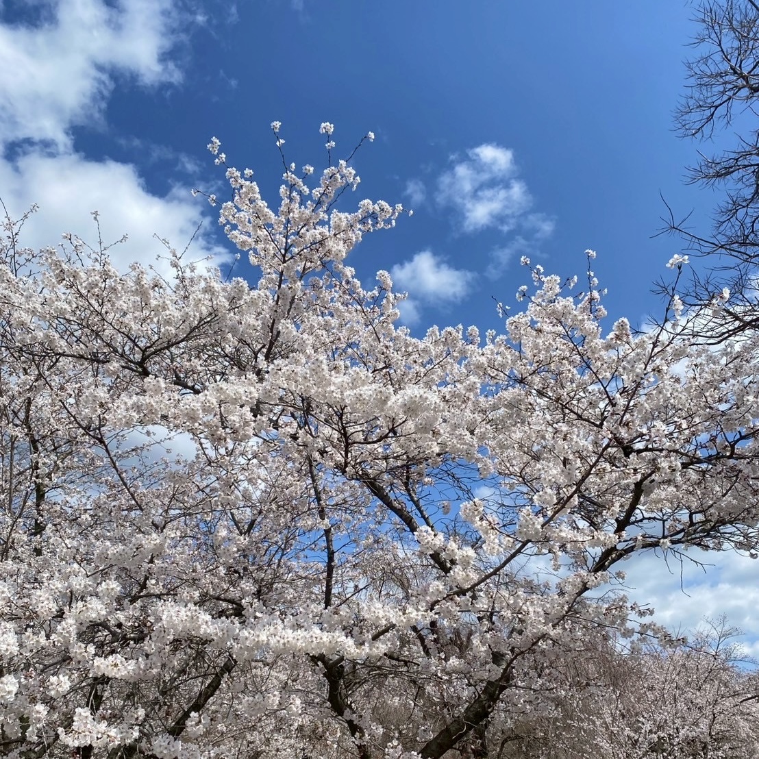 桜満開の京都より、新作発表会のご案内