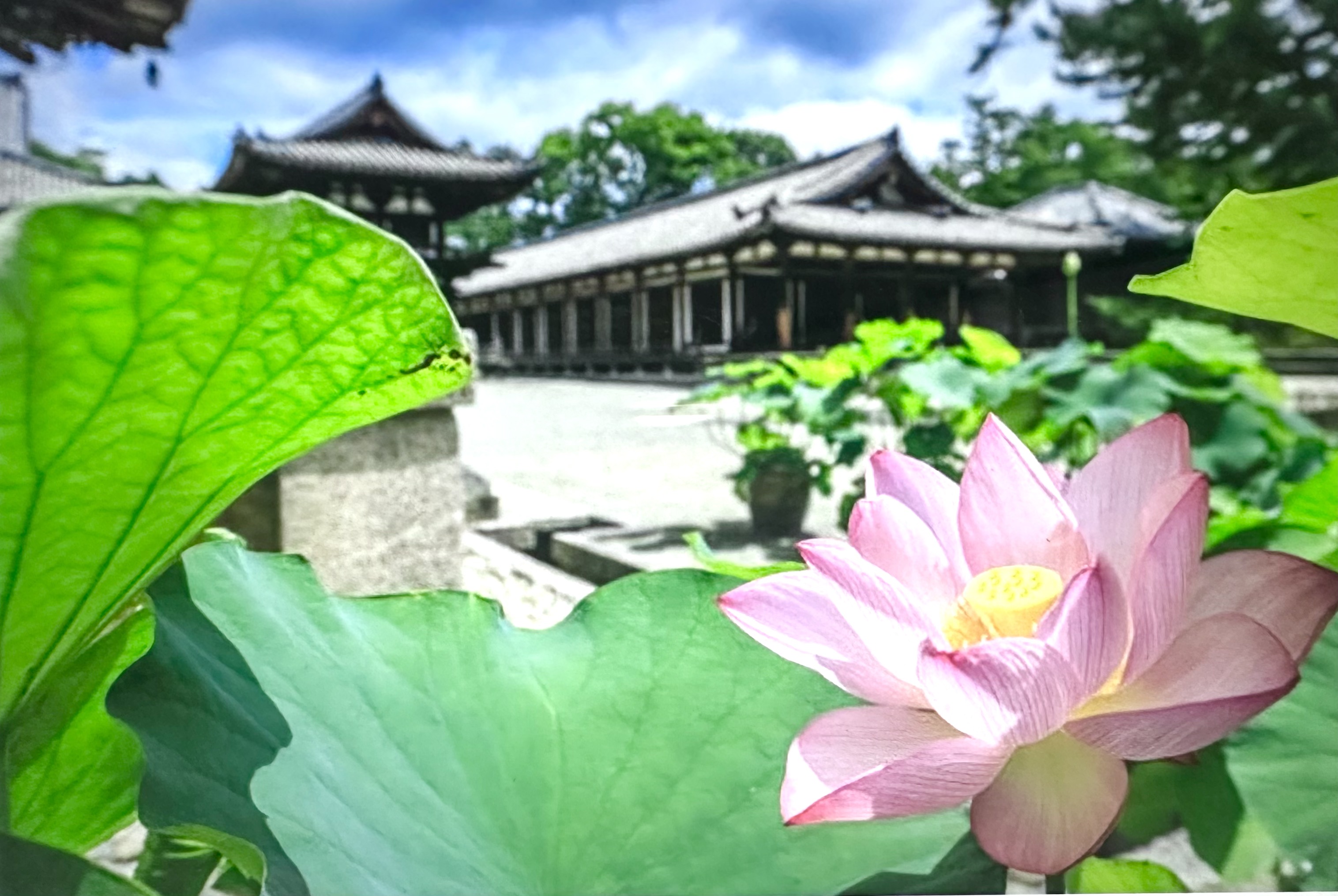 蓮の花