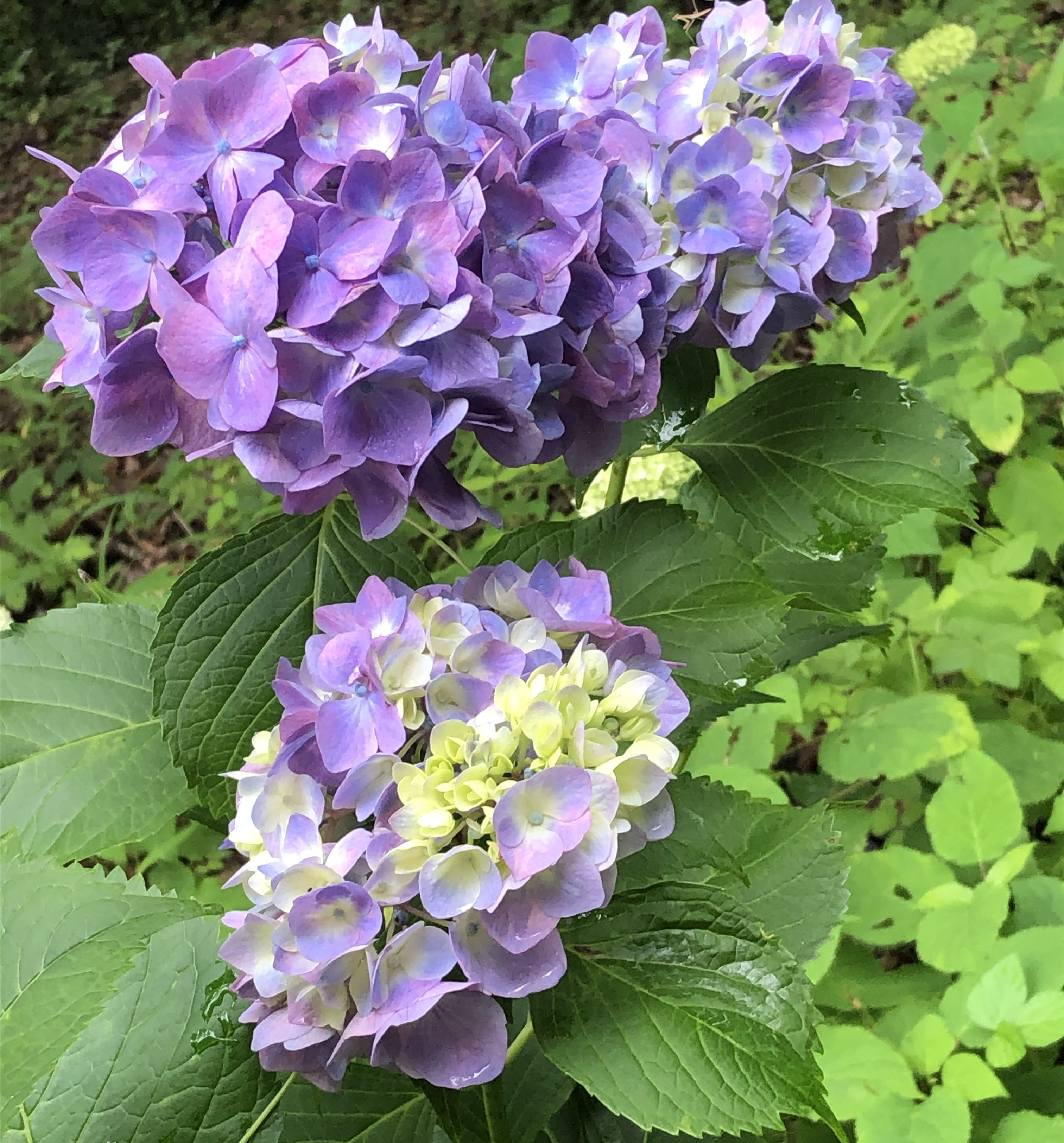紫陽花
