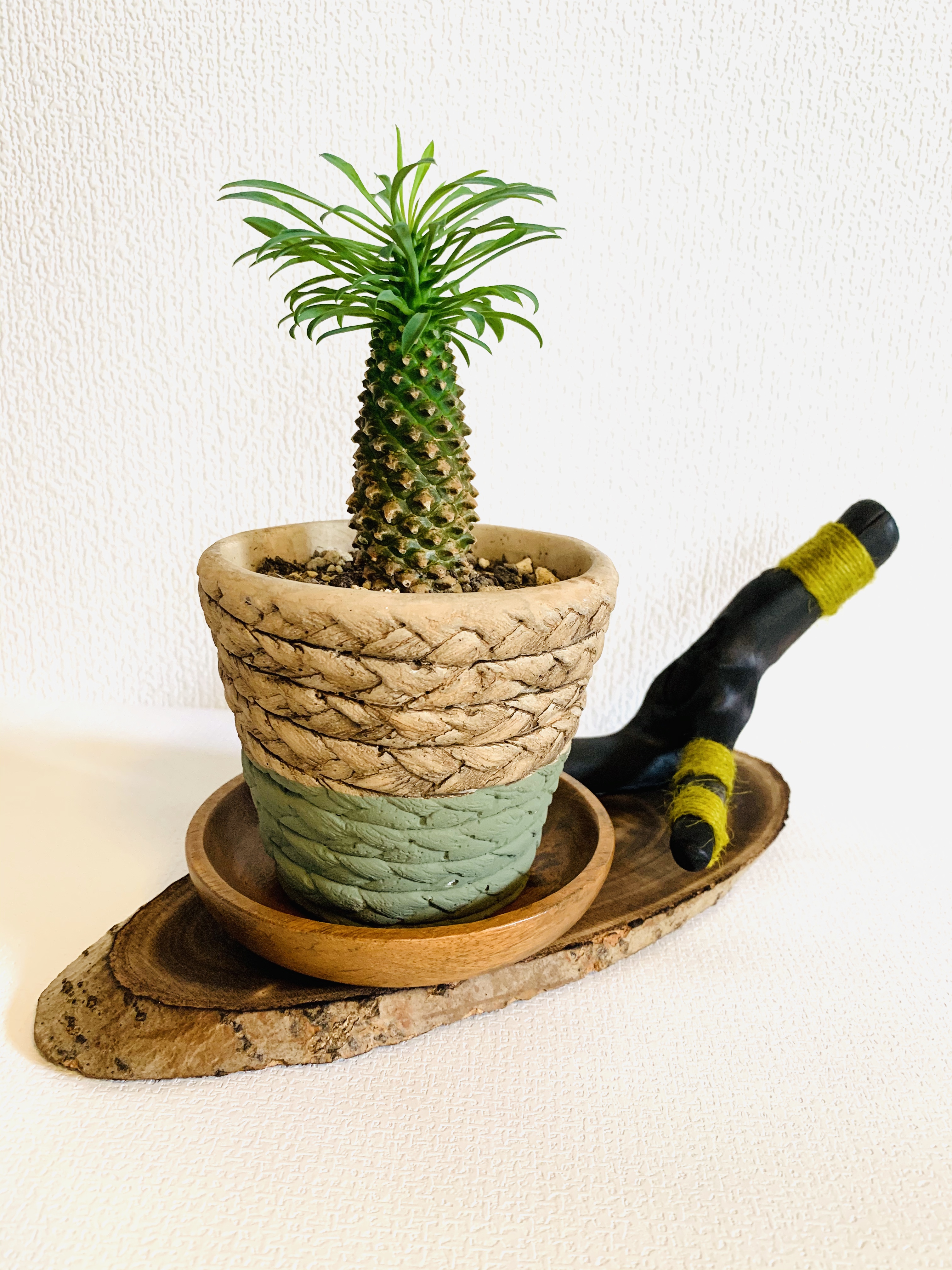 自家製ミニ観葉植物鉢植え受けオブジェ