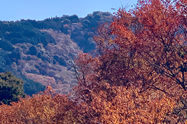 吉野の山々も色づきはじめました。