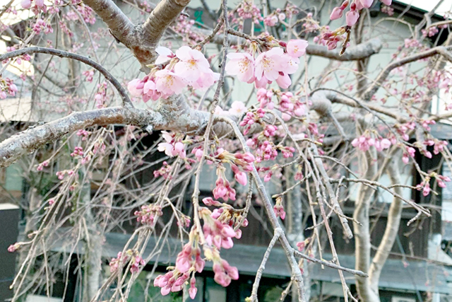 吉野山から桜の便りが届きました