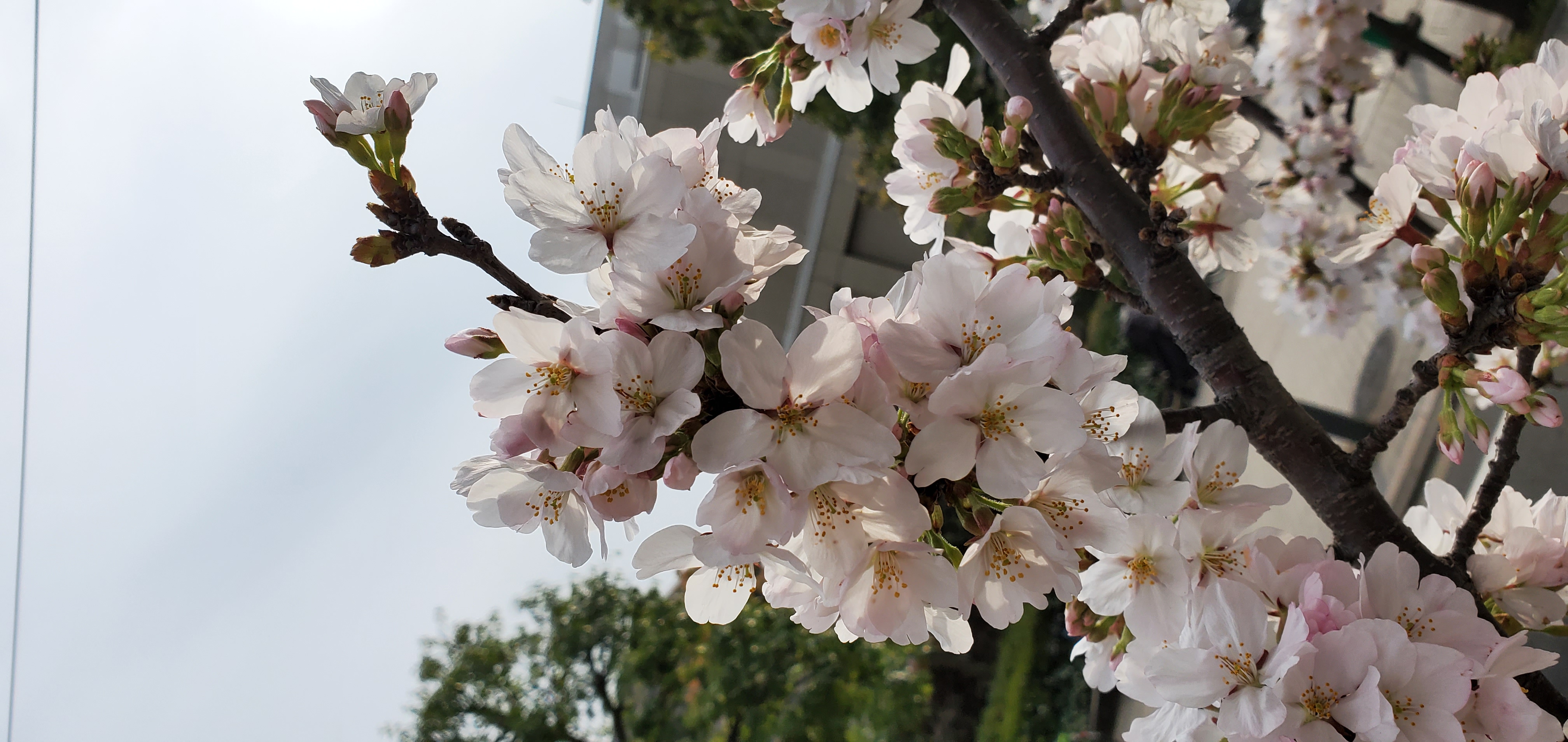 桜咲いてるねー