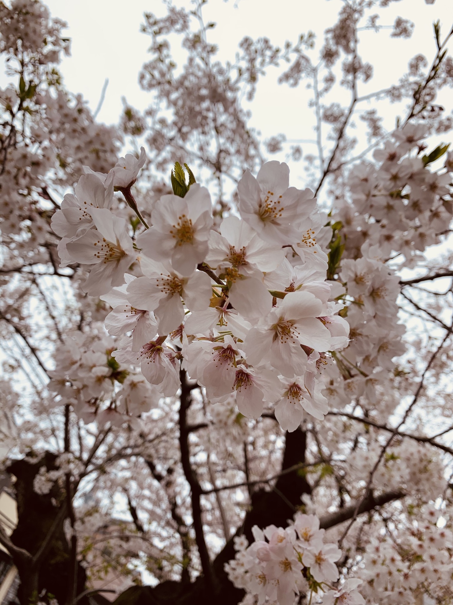 桜も咲くよねー♡