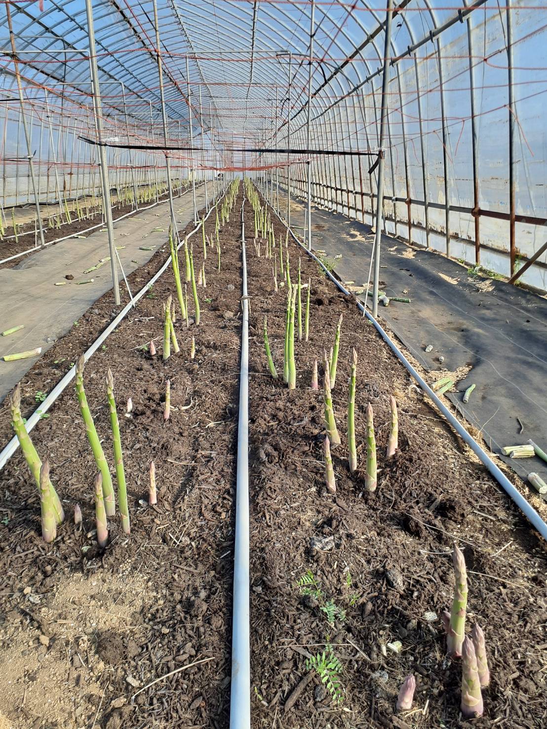 2022年度 春のアスパラガスの販売を始めました!