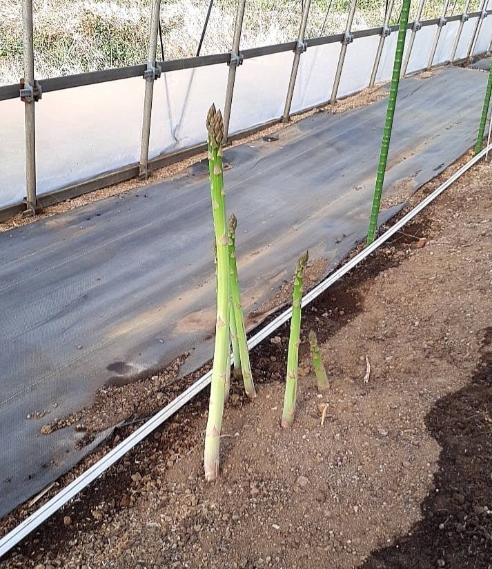 2023年度の春アスパラのご予約を開始いたしました!