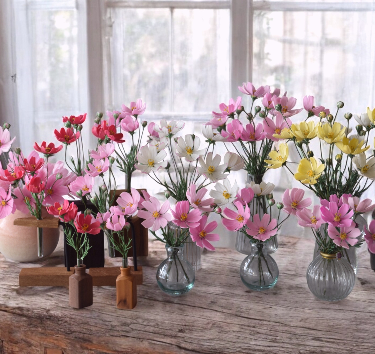 【コスモス】秋といえば、やっぱりコスモス!