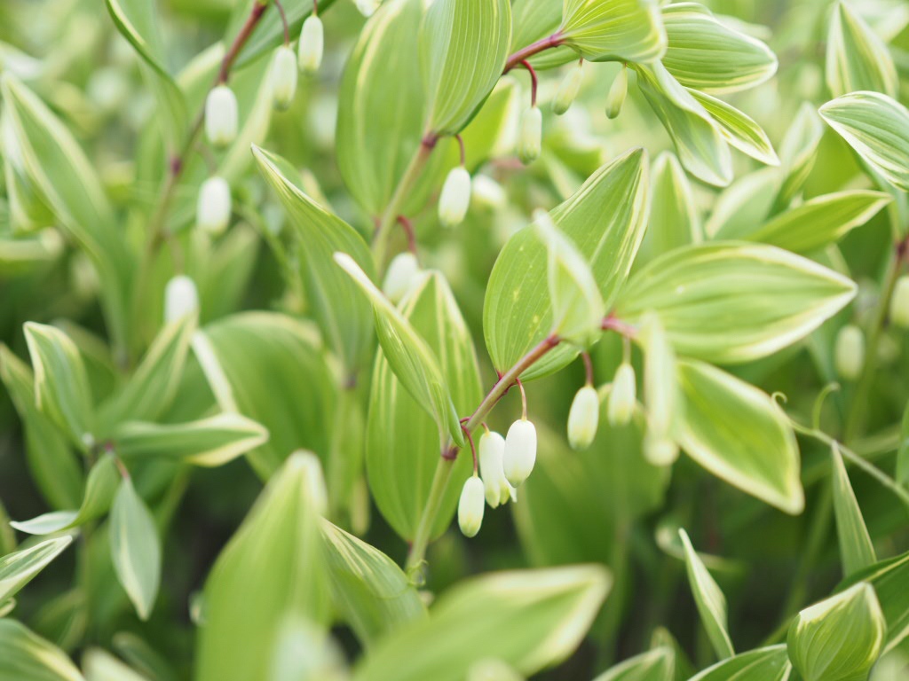 発送休止のお知らせ