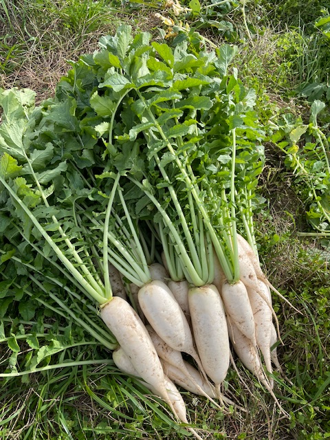 野菜の収穫