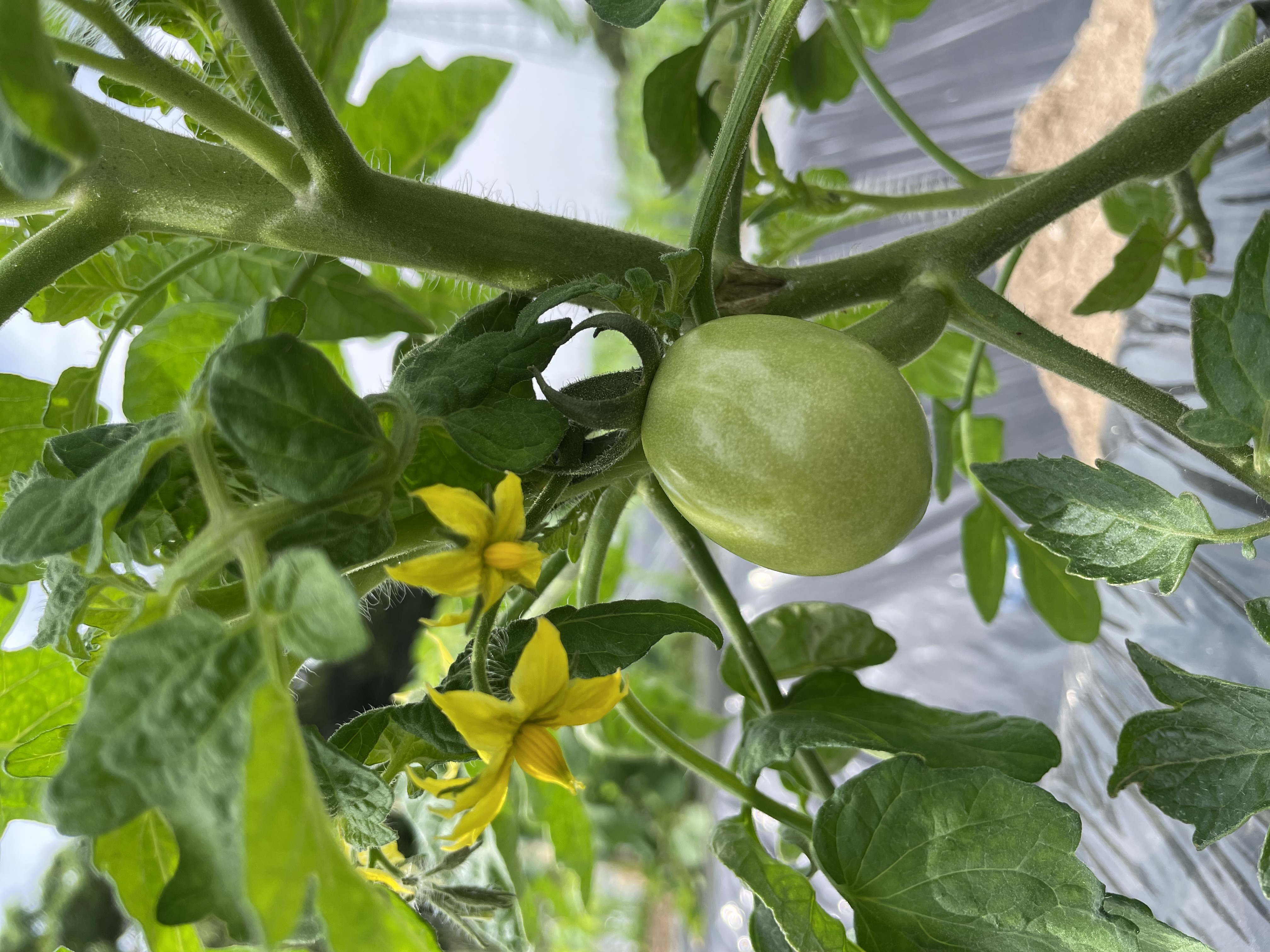 夏の野菜