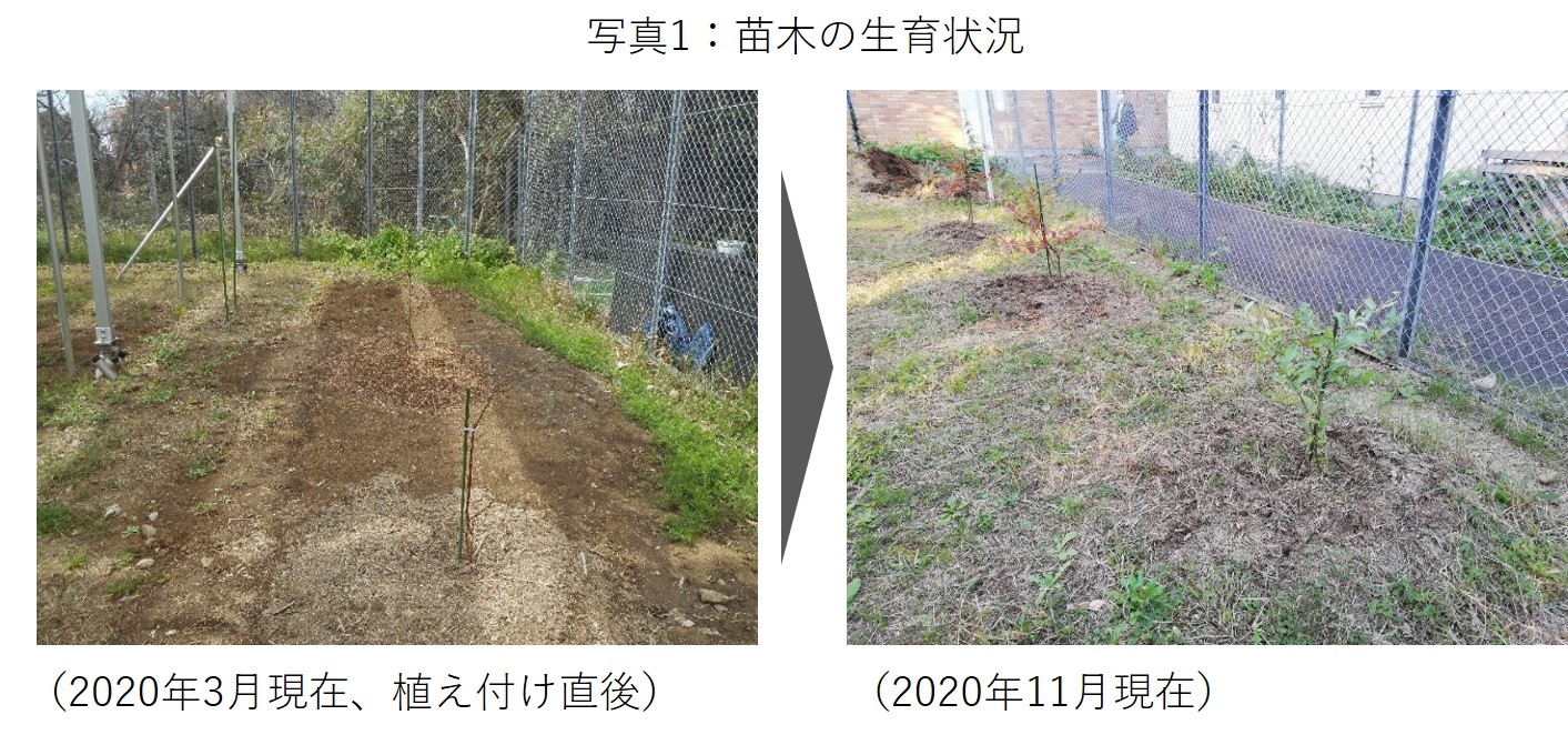 エザワフルーツランド園主　江澤貞雄によるメッセージ