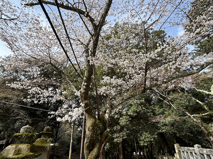 3月30日　桜の状況　です