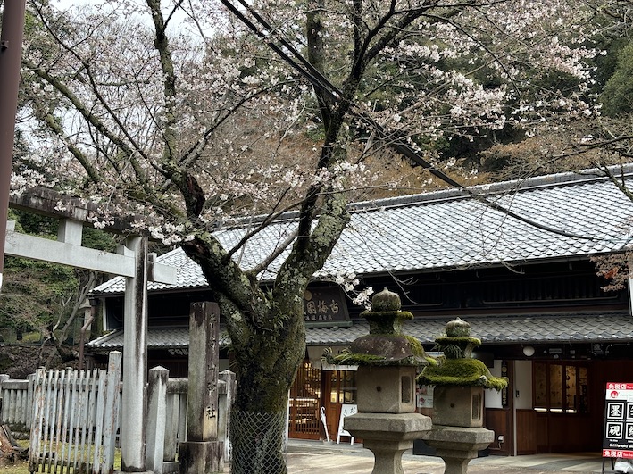 桜が咲きました