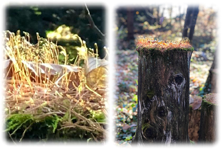 苔の精霊