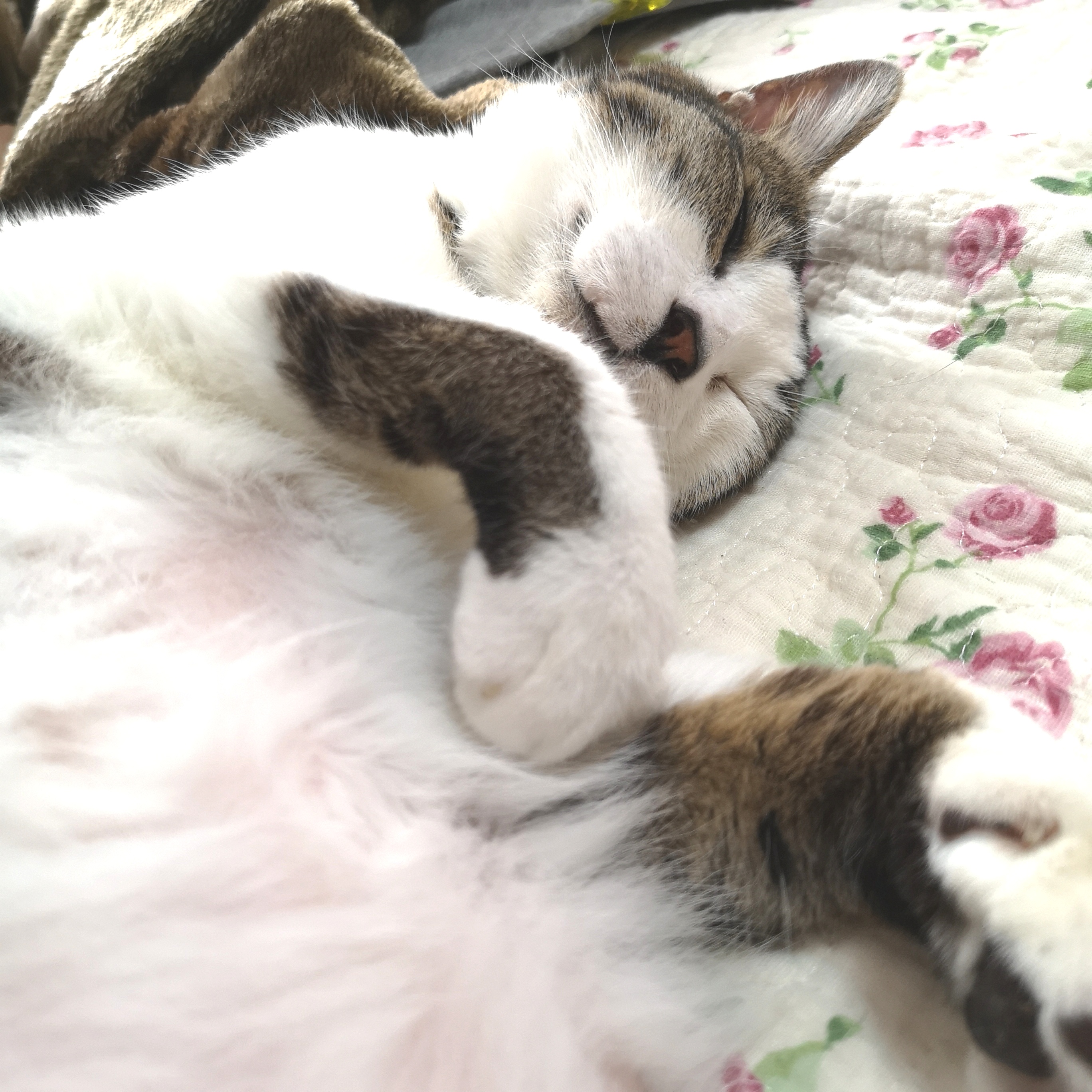 ねルこギルドより