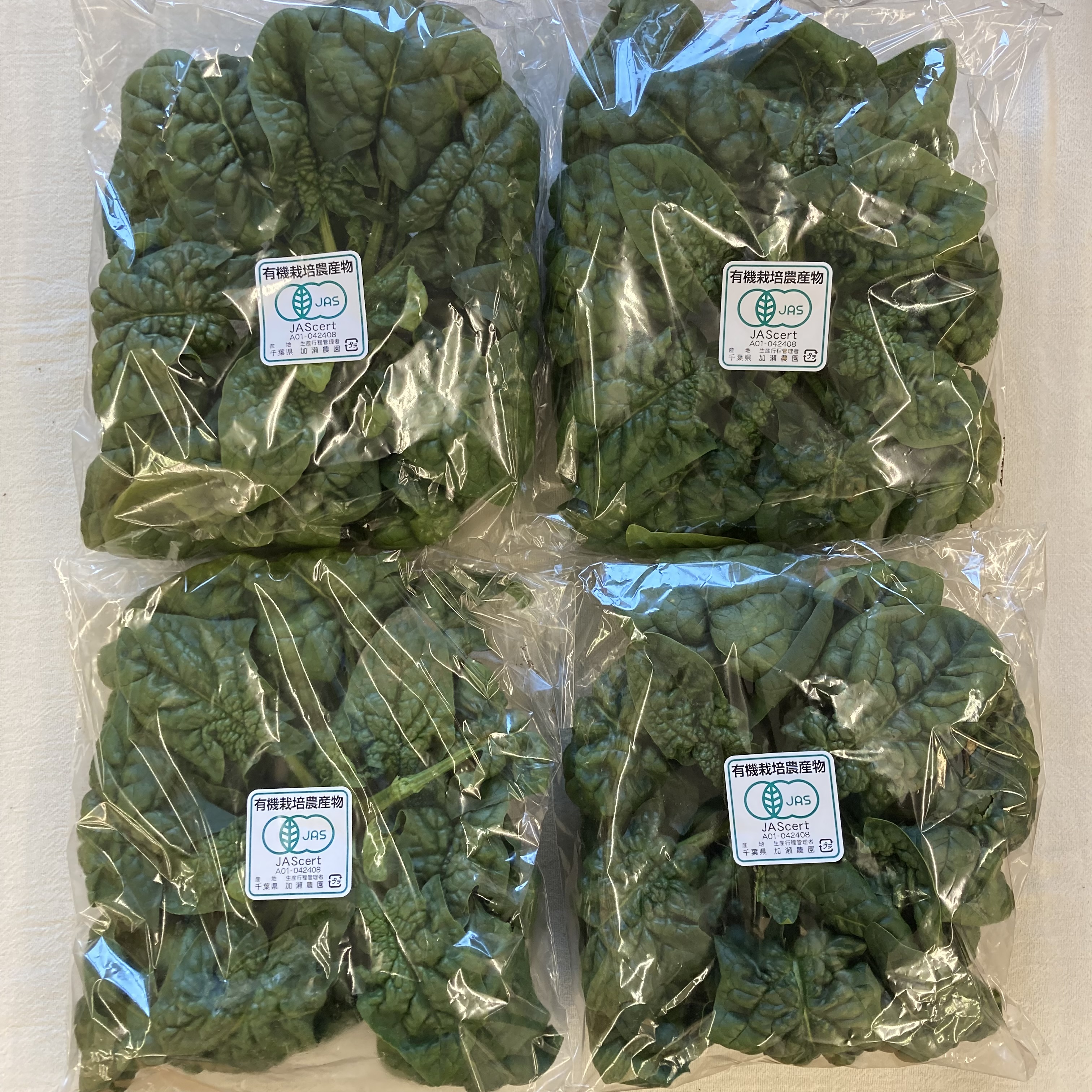 有機ちぢみほうれん草、入荷です