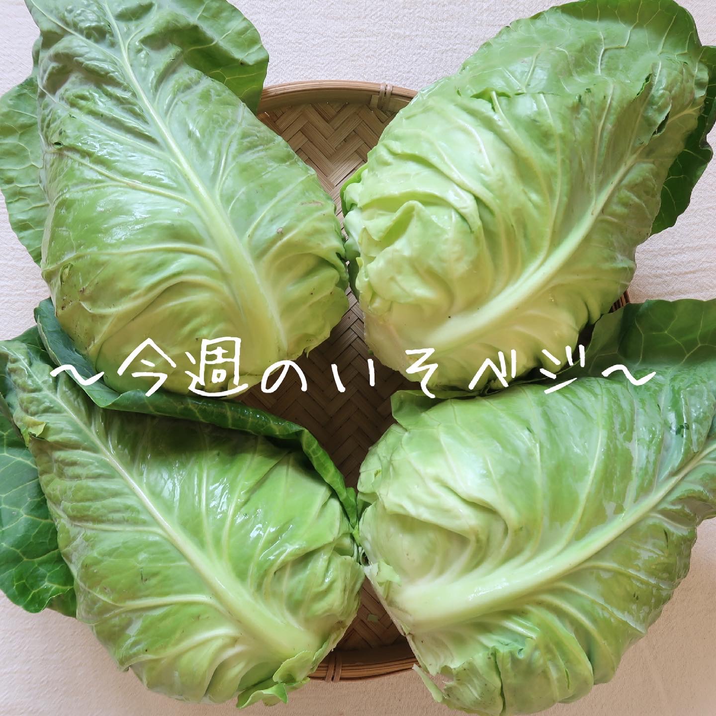 今週のいそベジ農場