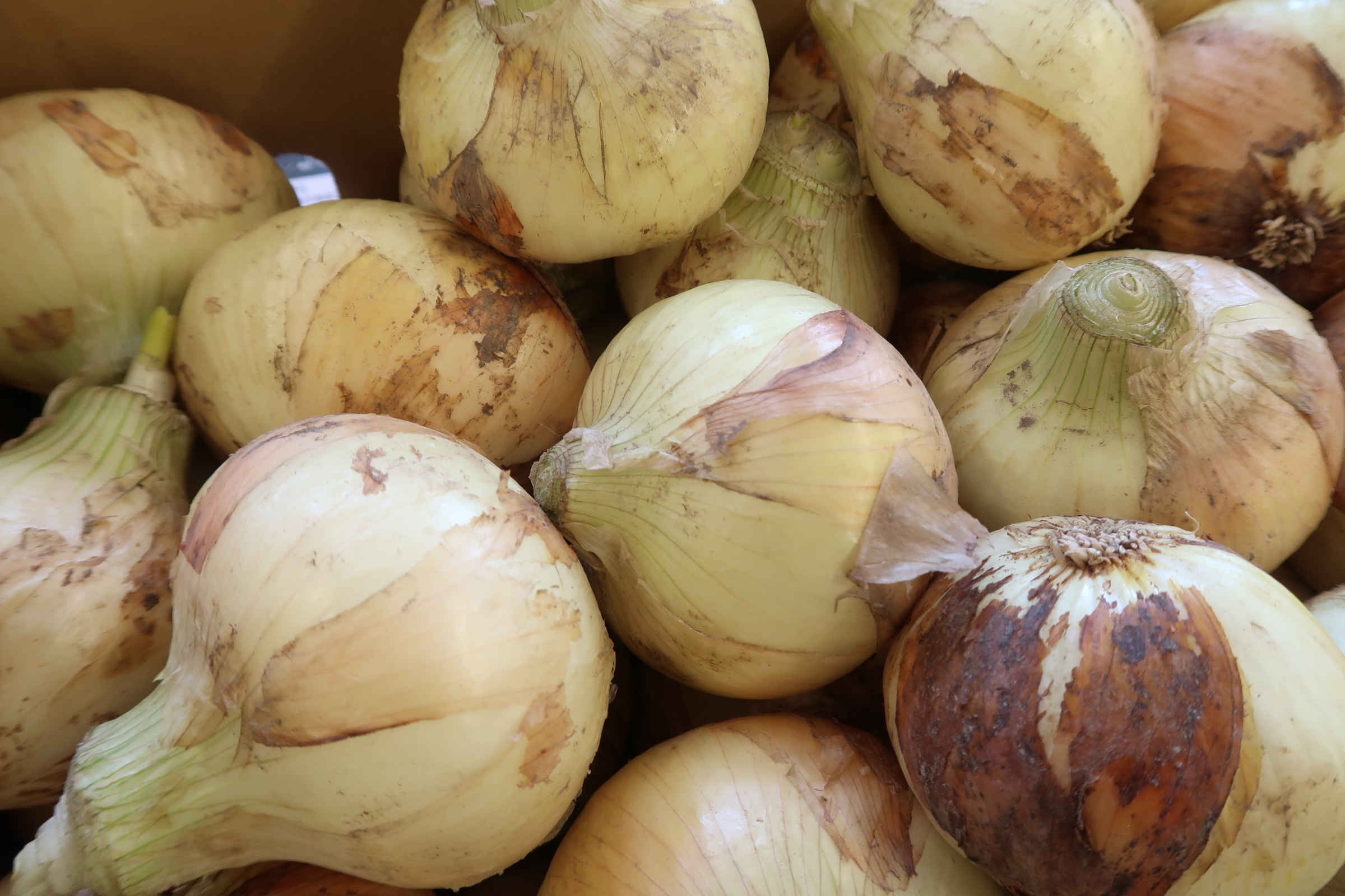 新玉ねぎ、入荷始まりました