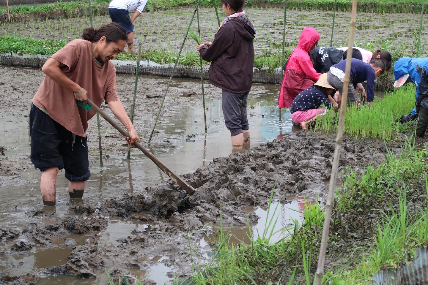 野良日、田植えスペシャル⭐︎へ