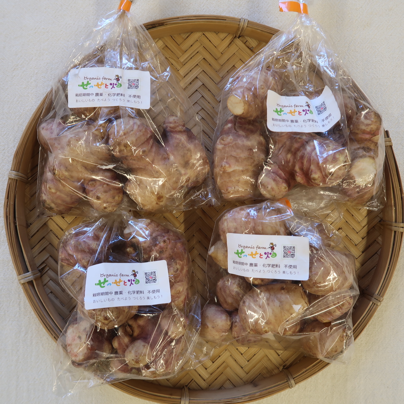 紫菊芋、入荷中です