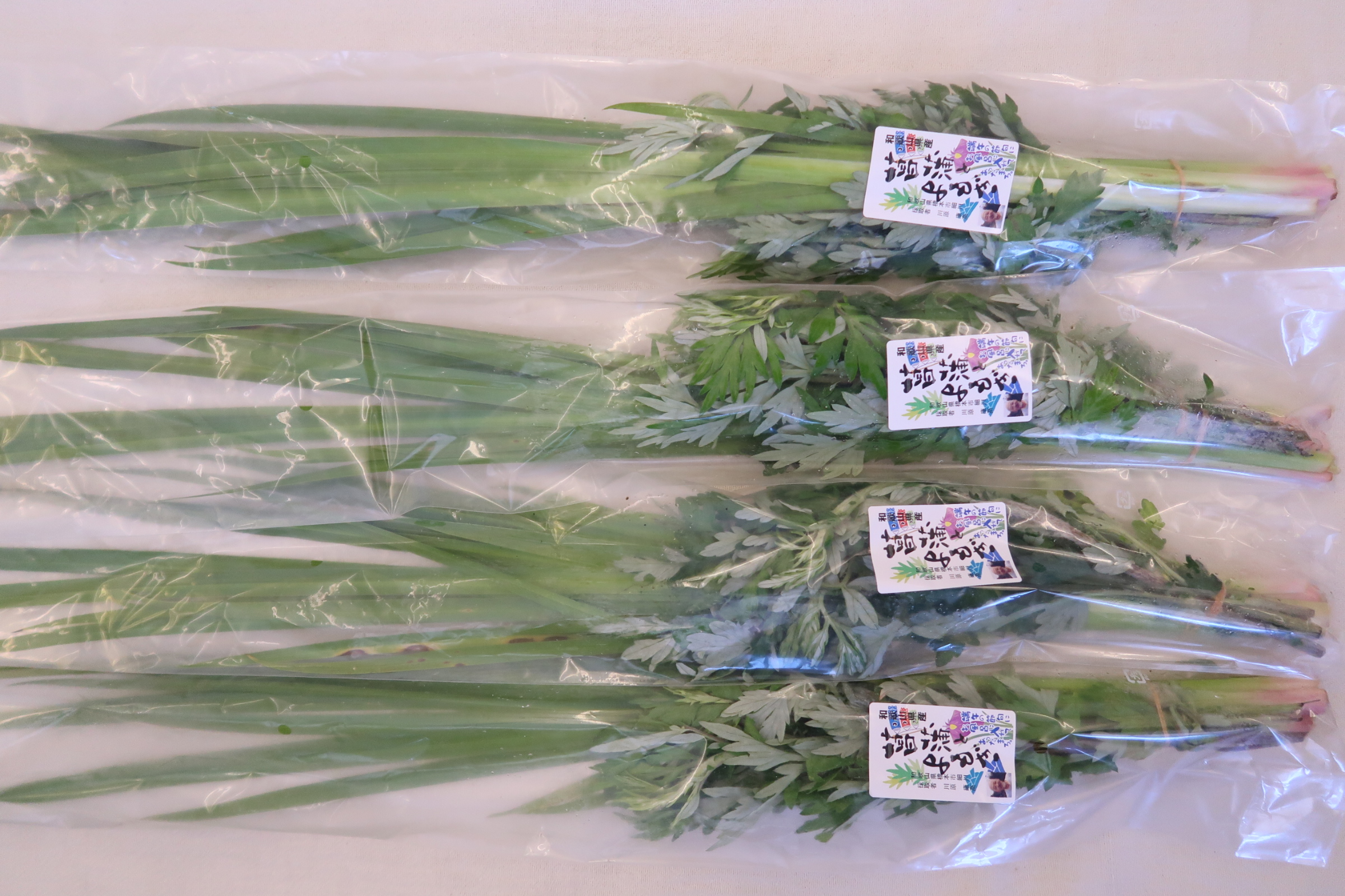 菖蒲、入荷致しました