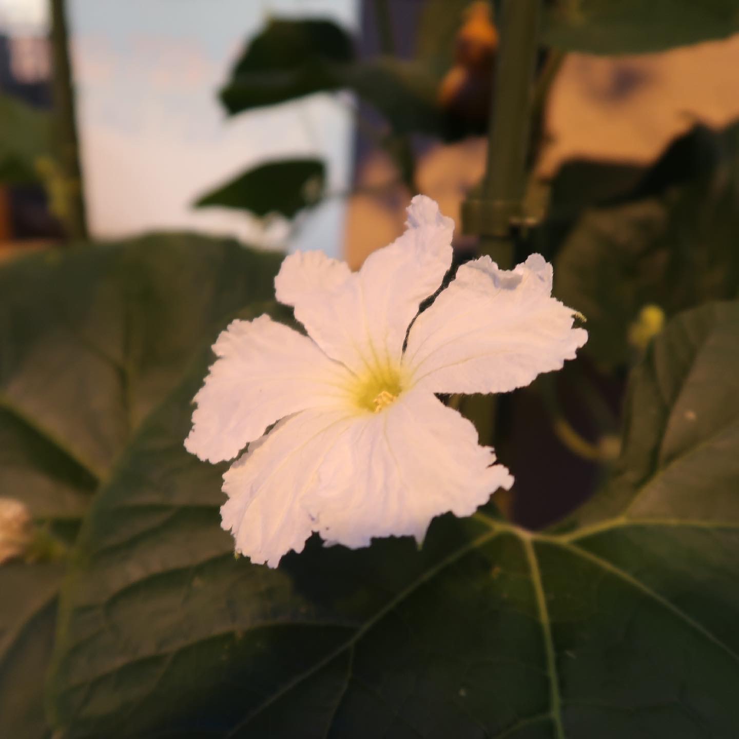 ひょうたんの花