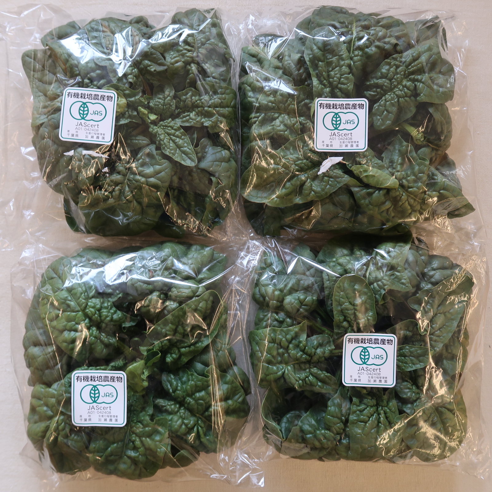 有機ちぢみほうれん草、入荷です