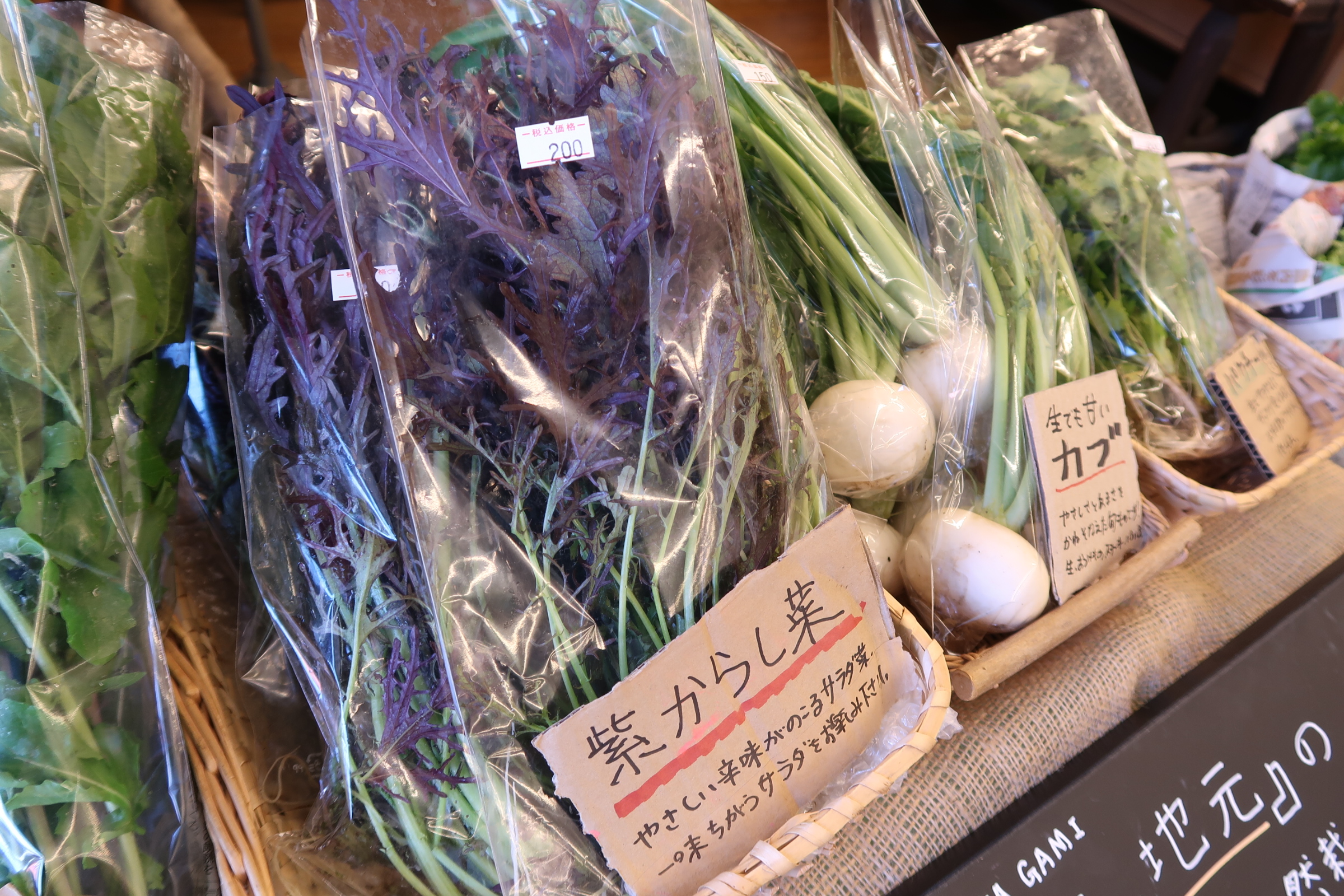 炭素循環農法、紫カラシナ