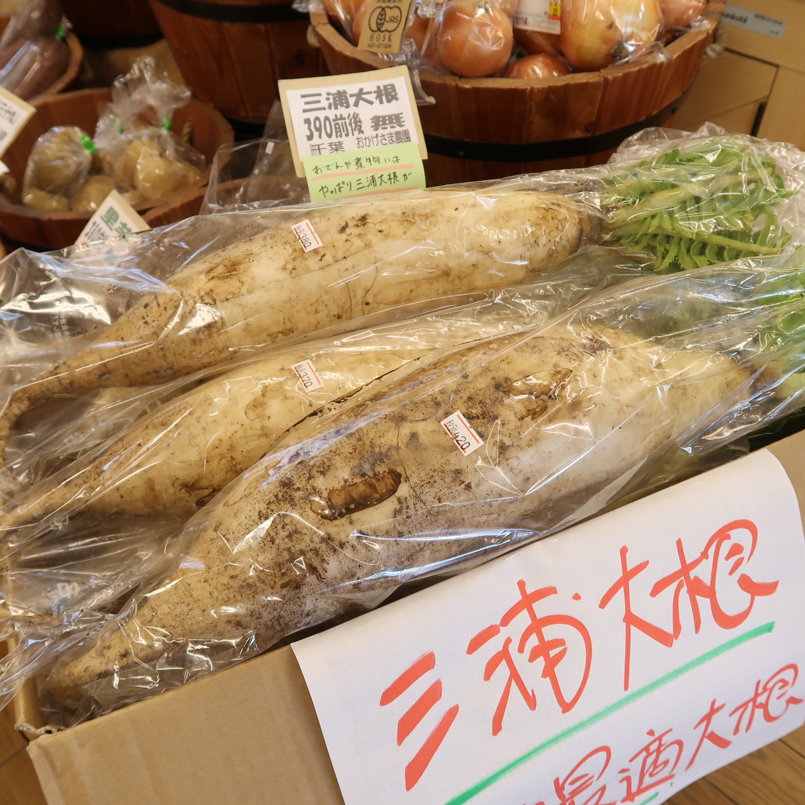 三浦大根、入荷致しました