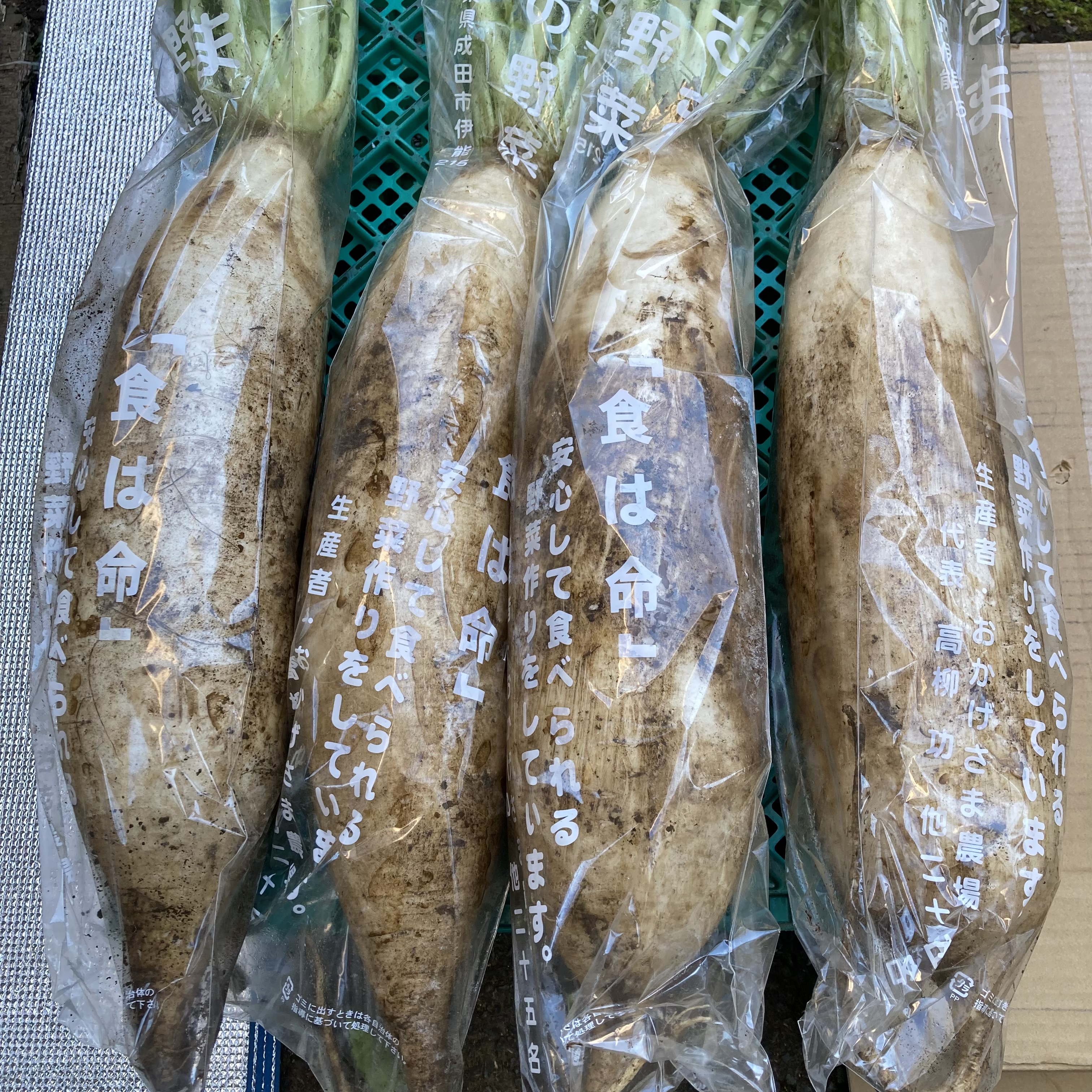 三浦大根、入荷致しました