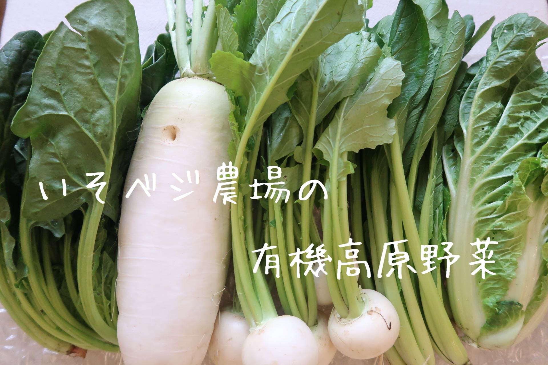 いそベジ農場の有機高原野菜、始まりました！
