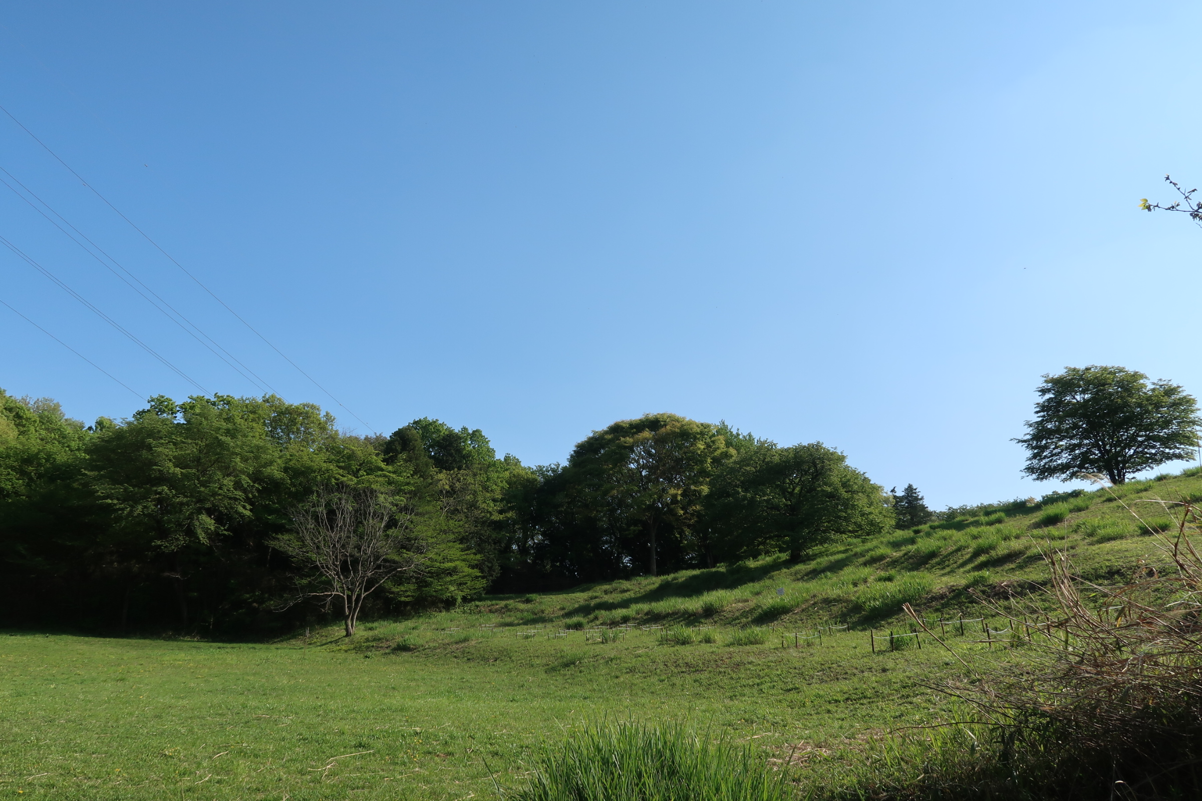 公園調査