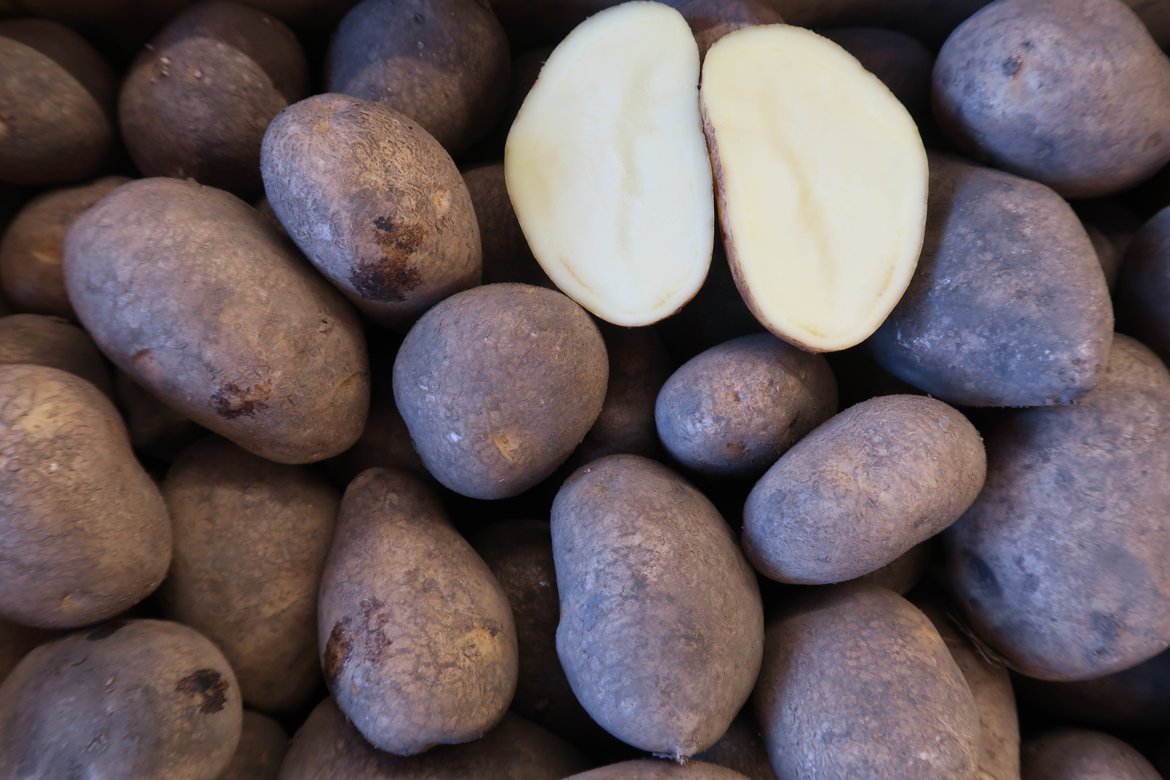 北海こがね、好評入荷中