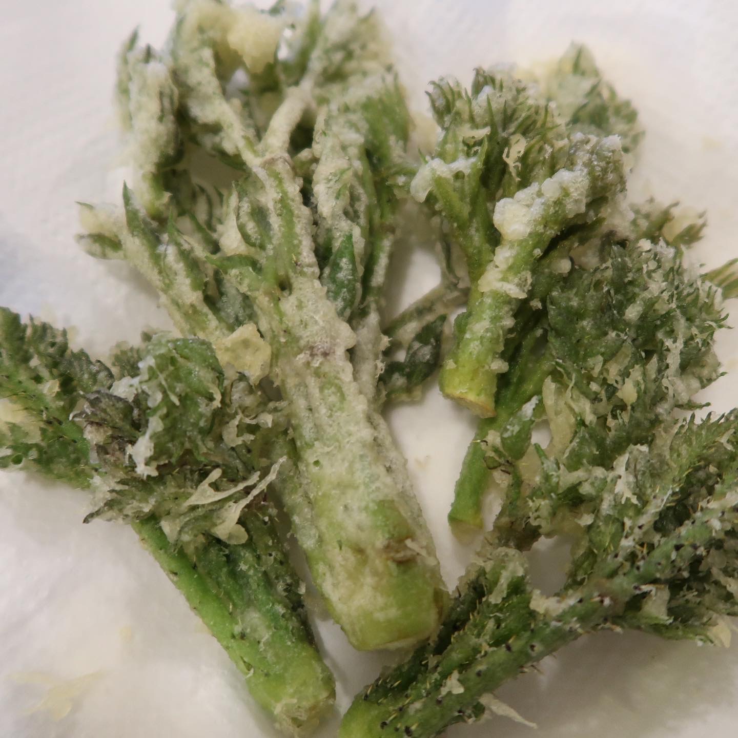 山菜、入荷しています