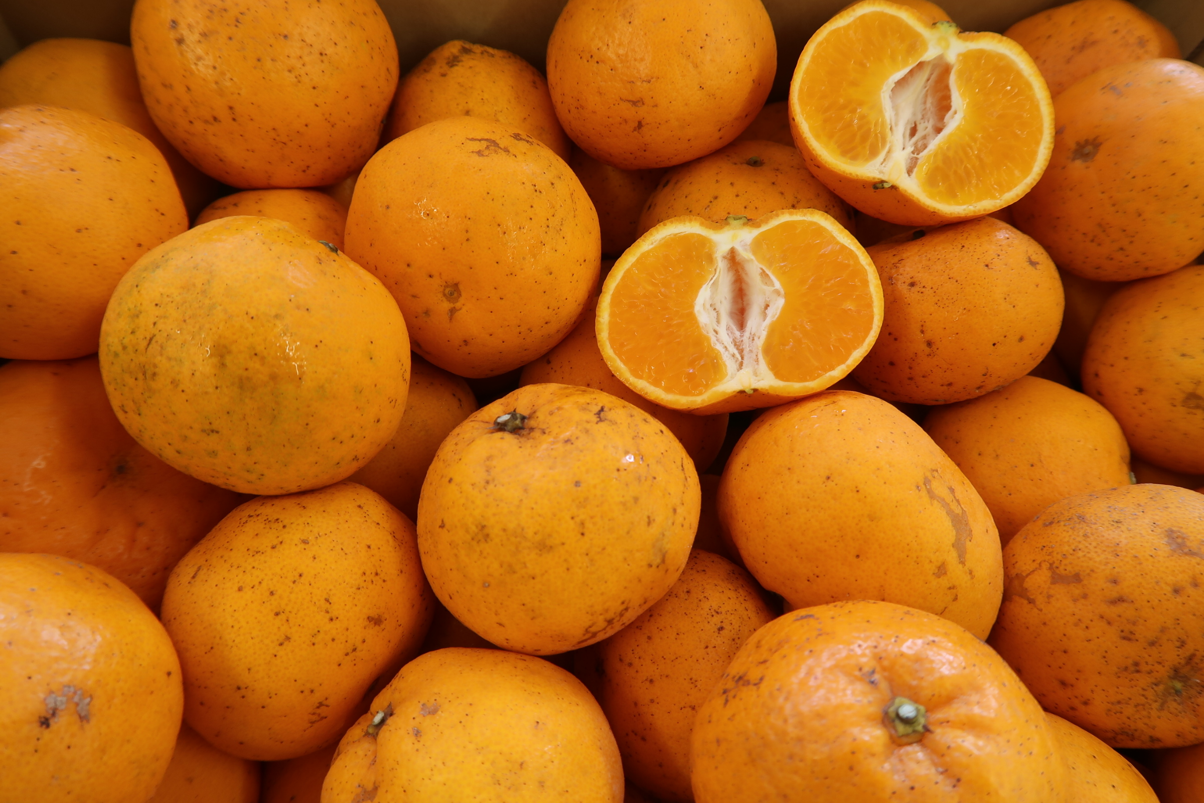 有機はるみ柑、好評入荷中