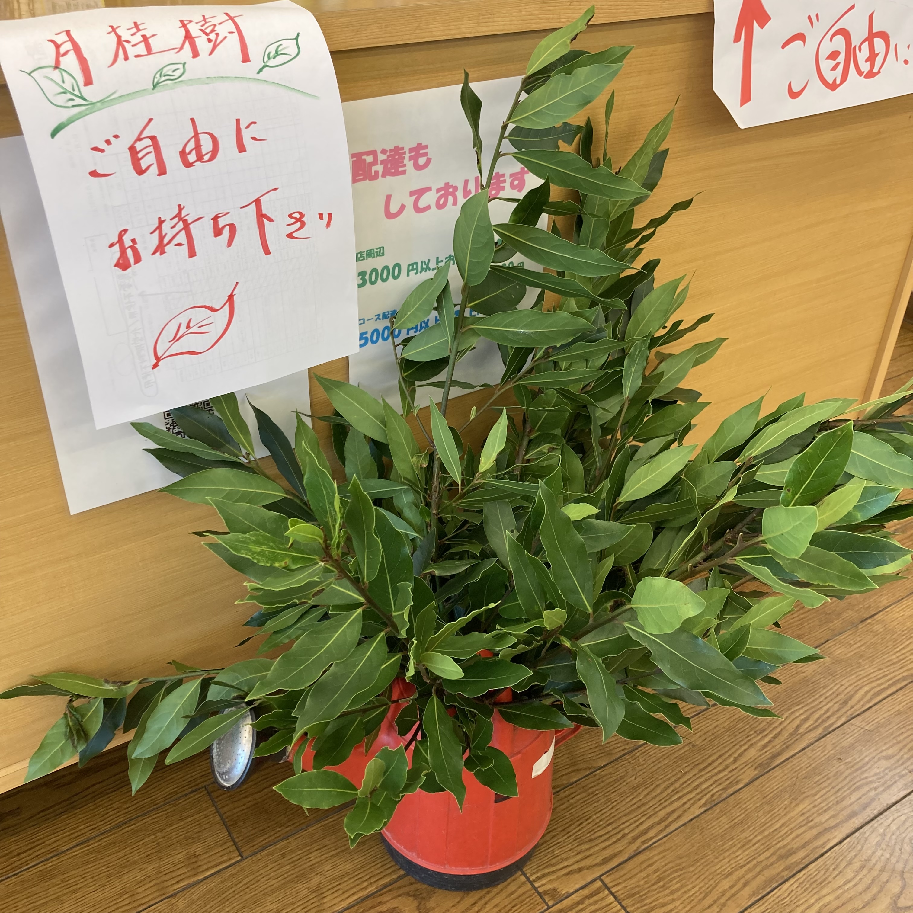 月桂樹、差し上げています