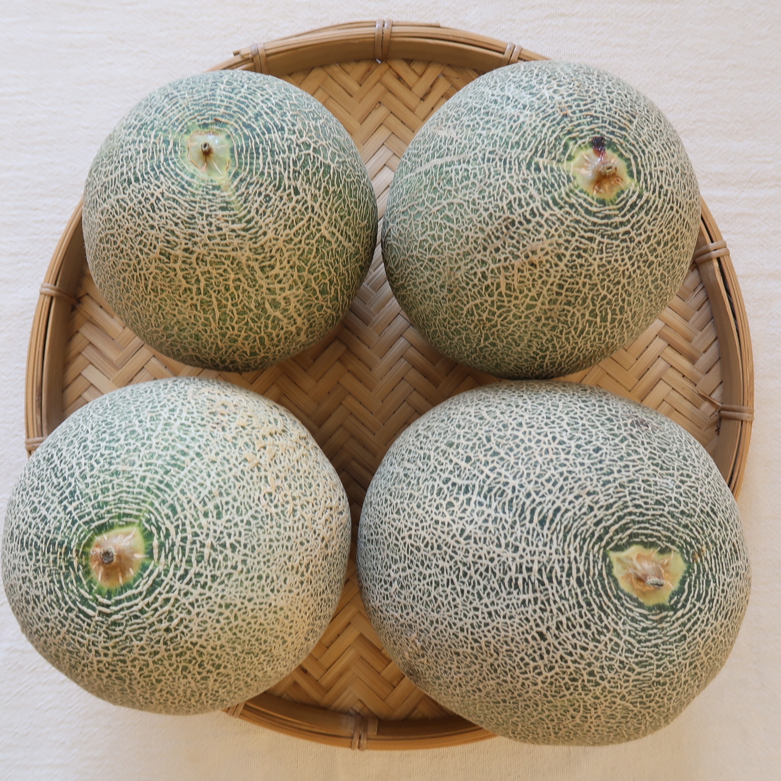 タカミレッド、入荷致しました
