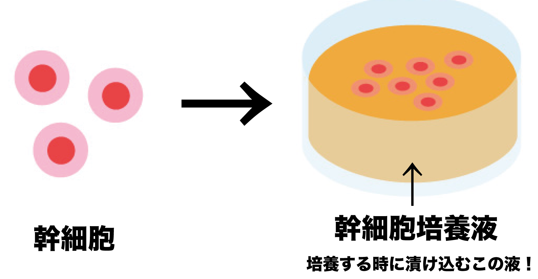幹細胞そのものが入っているわけではない