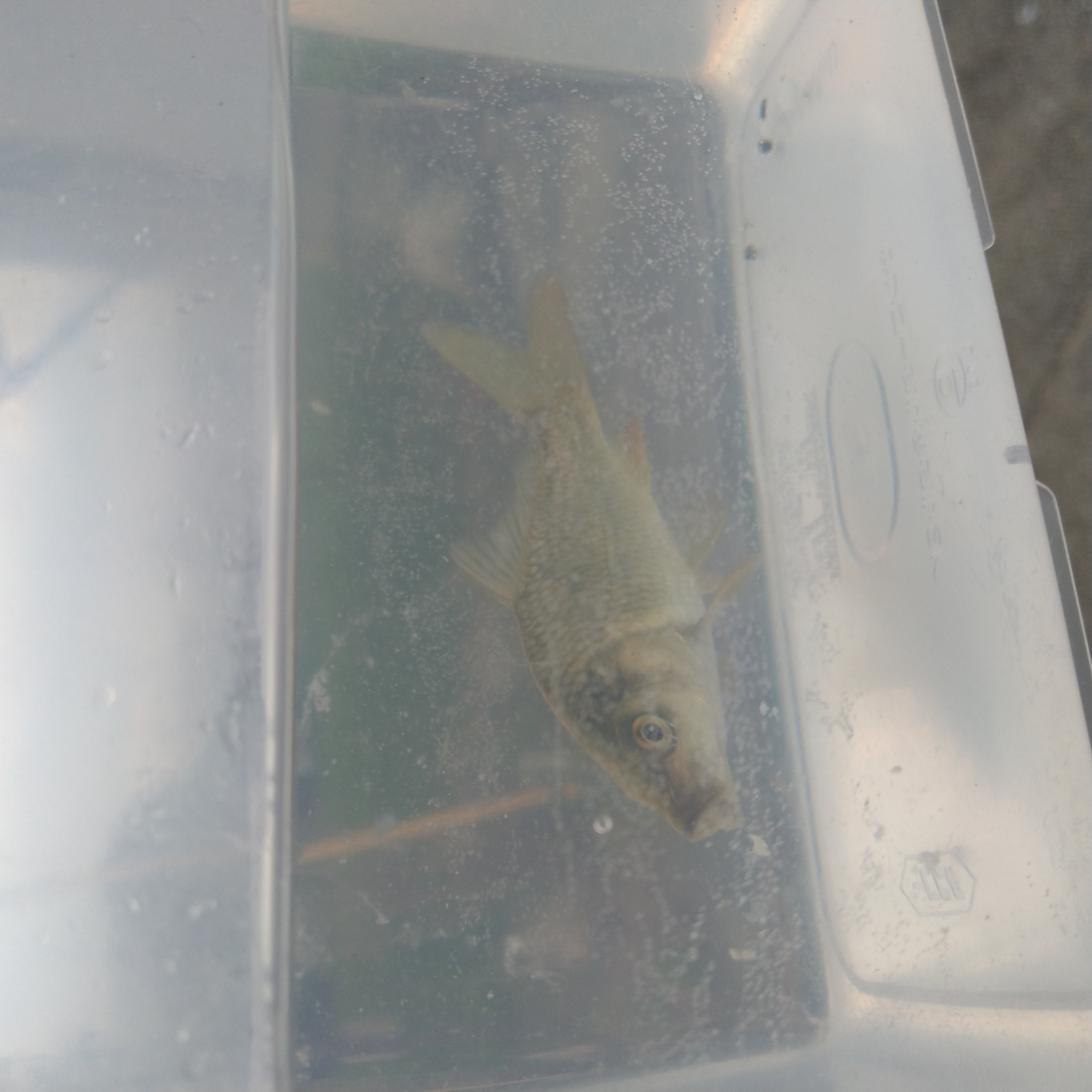 店長日記32…プライベート釣行は雑魚釣り