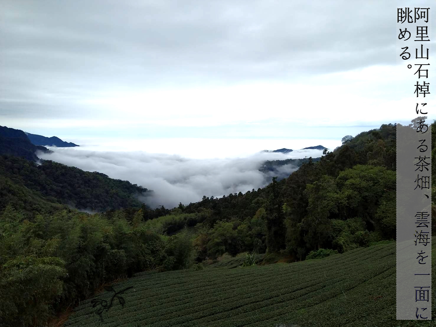 阿里山珠露茶