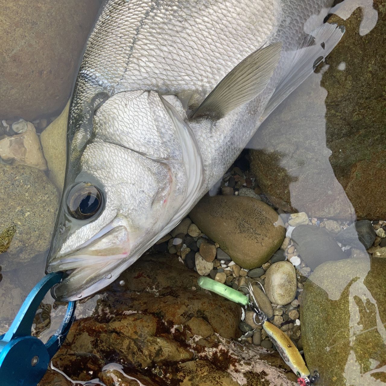 上五島 磯ヒラスズキ釣りに行く