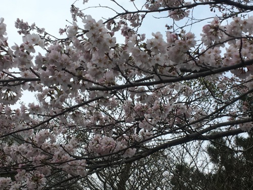 桜が咲いてきました。